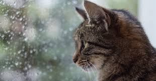Depressive Katze
